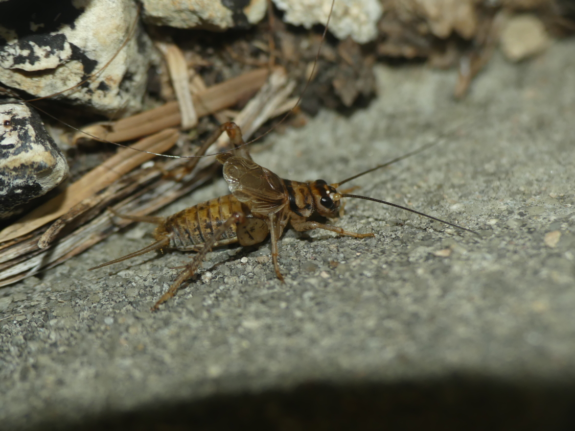 Beige Insects Gryllodes sigillatus - Editions Biotope